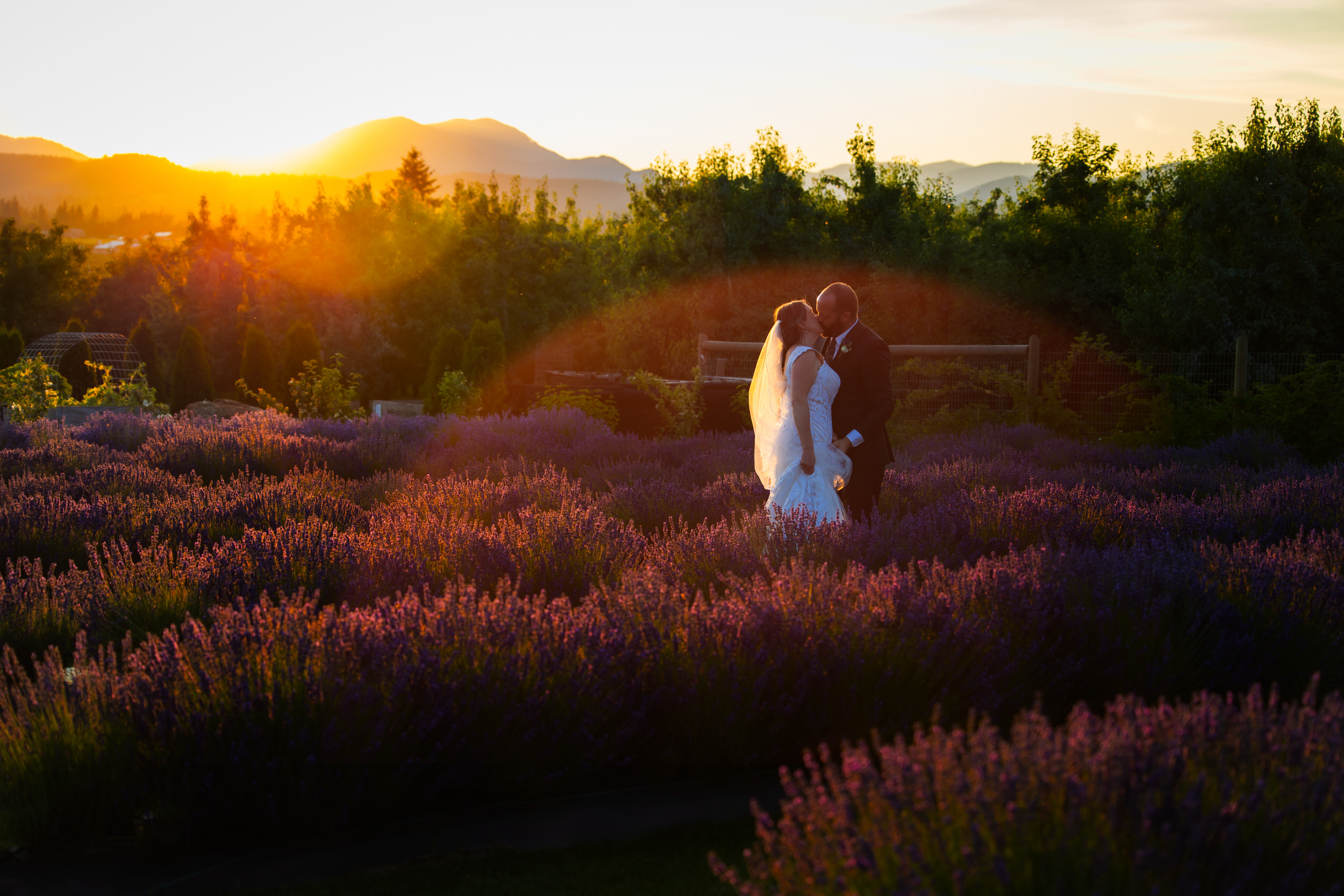 bride and groom portrait at sunset in a lavender farm