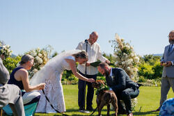 dog is a ring bearer at a wedding in hood river